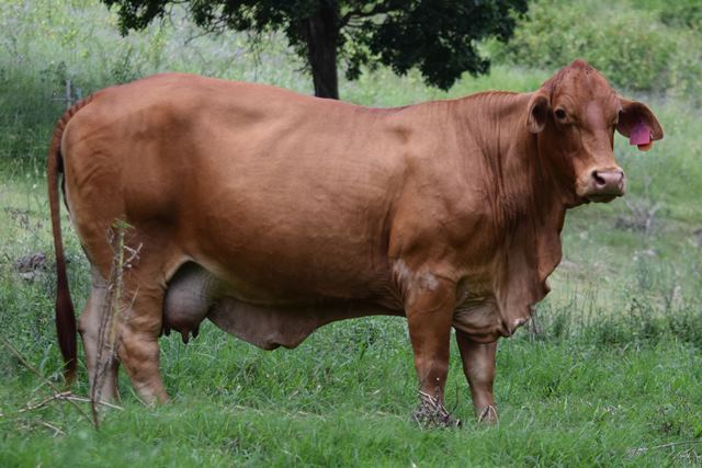 Bryvonlea Princess Mary 1526